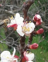 منتدى النحالين اللبنانيين Lebanese beekeepers forum